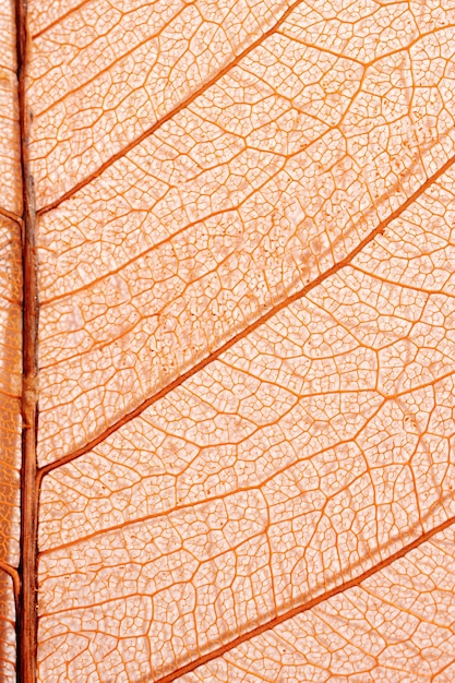 Free Photo close-up of colored plant leaf