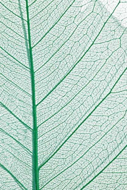 Free photo close-up of colored plant leaf