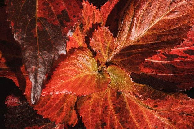 Free photo close-up of colored plant leaves