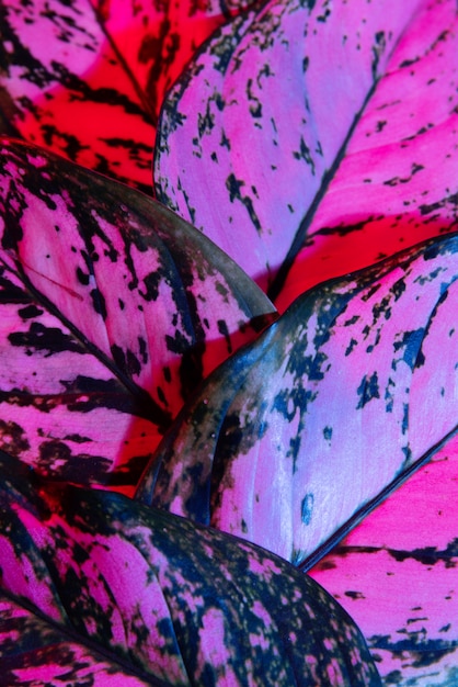 Close-up of colored plant leaves