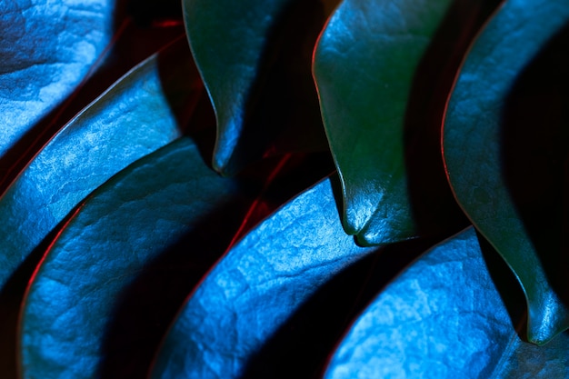 Close-up of colored plant leaves