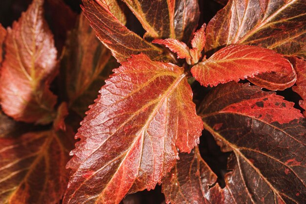 Close-up of colored vegetation leaves