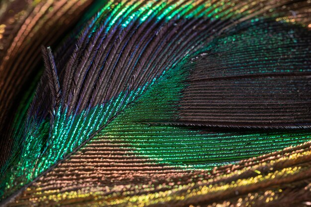 Close-up colorful feather organic background