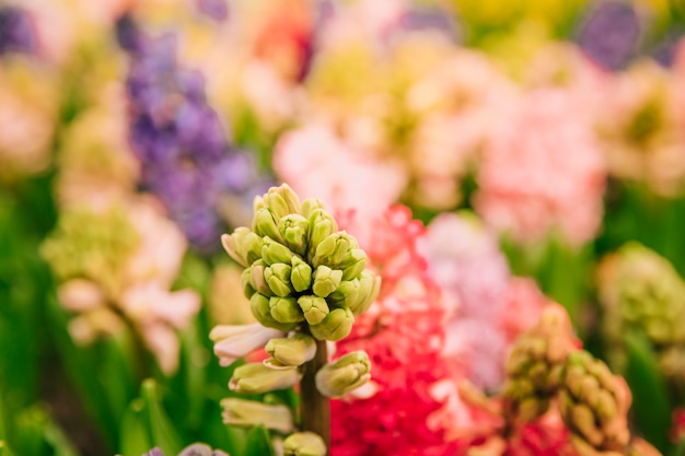 Close-up colorful hyacinthus buds in the garden