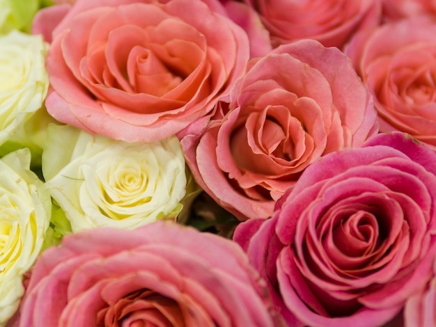 Close up of colorful natural roses