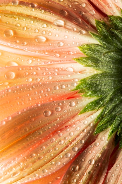 Free photo close-up of coral colored flower with water drops