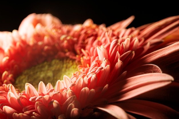 Free photo close-up of coral colored plant