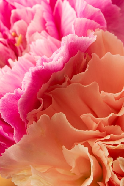 Free Photo close-up coral and pink colored flowers