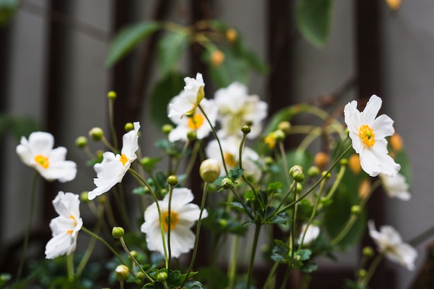 Free photo close-up of cosmos bipinnatus flowering plant