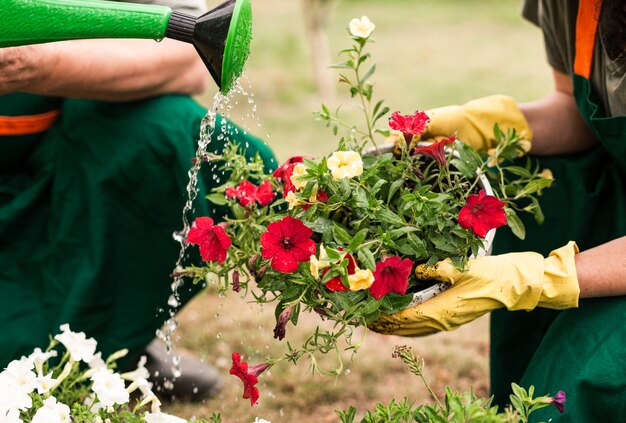 Free photo close-up couple watering flowers