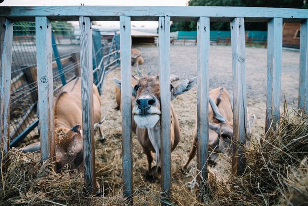 Close-up of cow grazing hay in the barn