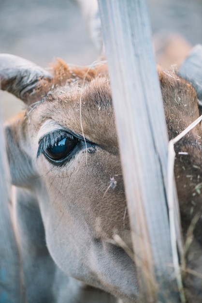 Free Photo close-up of cow's eye