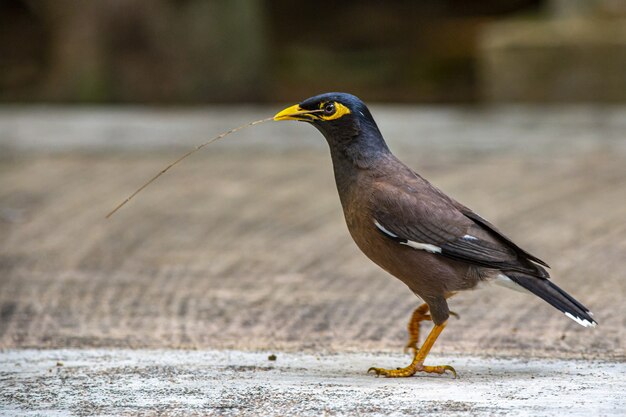 Close up of cridotheres tristis bird