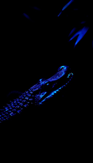 Free photo close up on crocodile in neon light