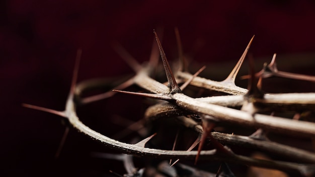 Free Photo close up crown of thorns still life