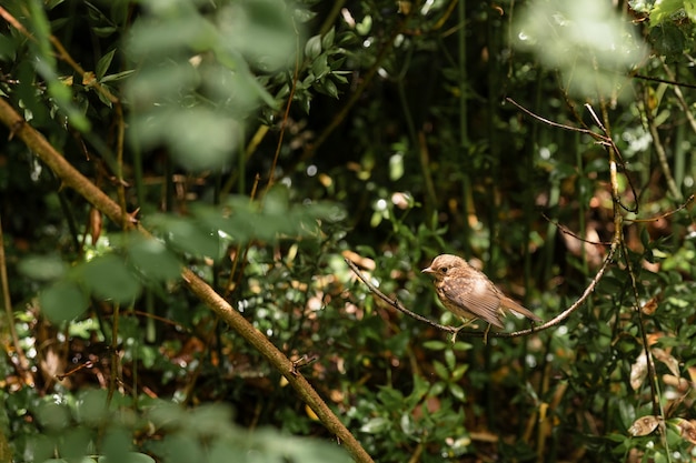 Free photo close up on cute bird in the woods