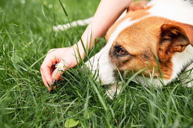 Close-up cute dog enjoying time outside