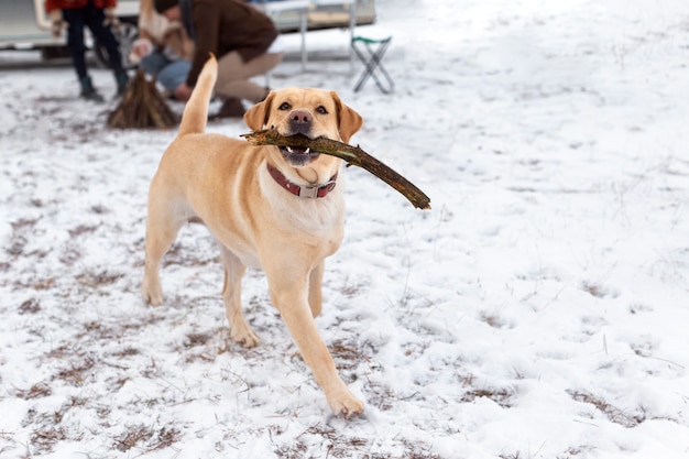 Free photo close up cute dog holding stick