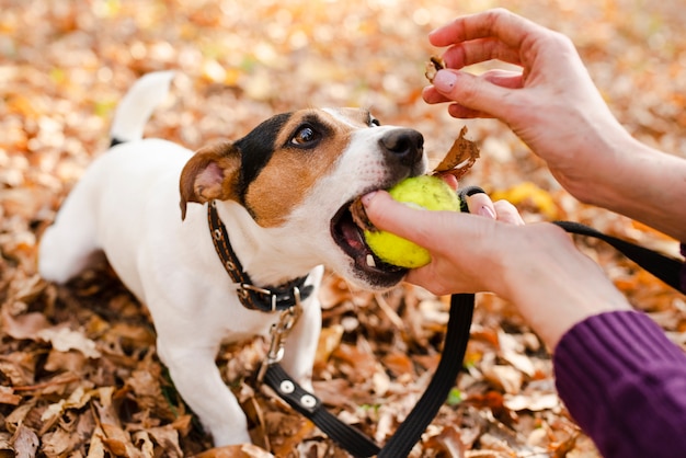 Close-up cute dog playing with owner