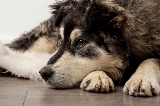 Free Photo close-up cute dog sitting on floor