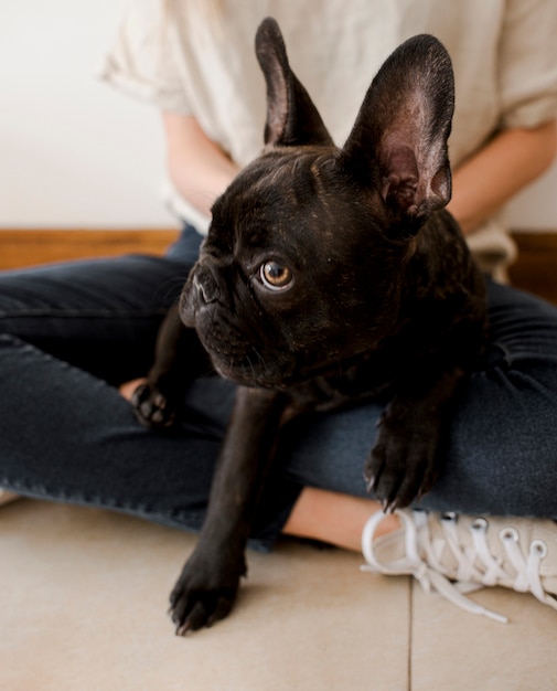 Free photo close-up cute little french bulldog