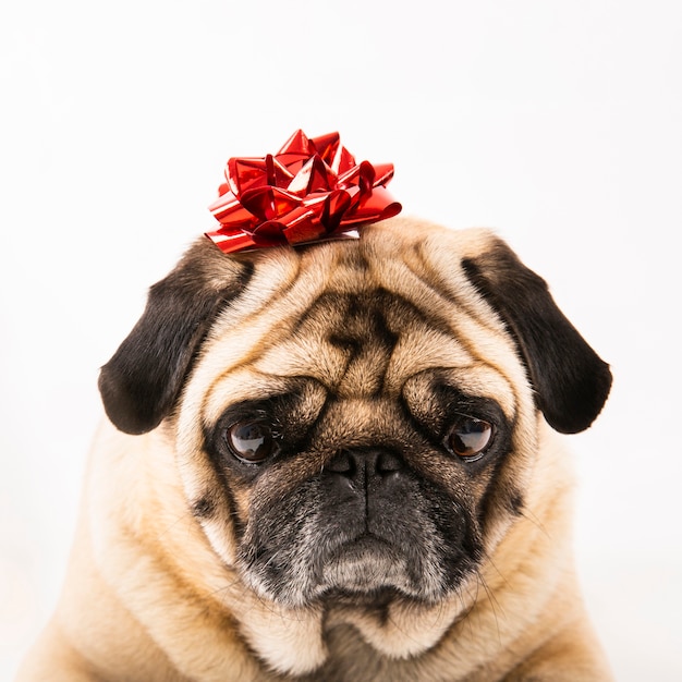 Free photo close up cute pug laying with bow on head