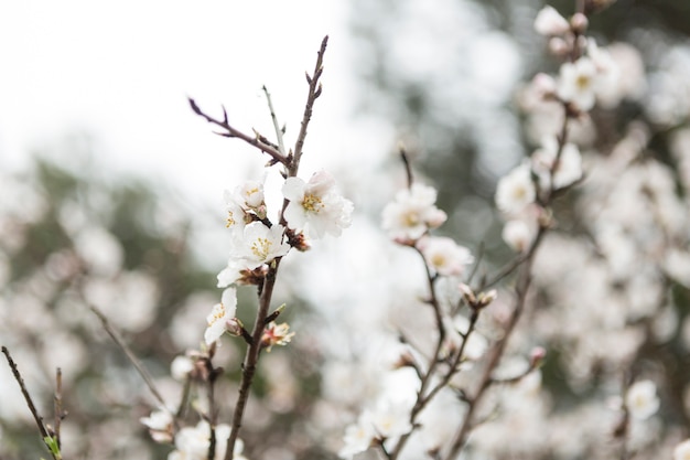 Free Photo close-up of cute twigs with almond blossoms