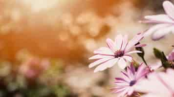 Free photo close up daisies outdoors