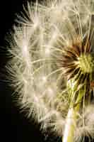 Free photo close-up dandelion flower