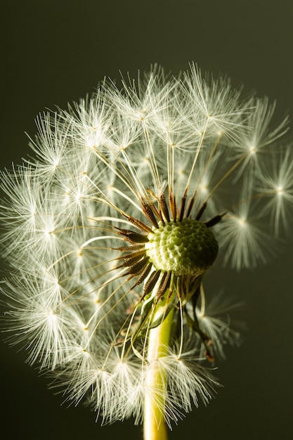 Close-up of dandelion flower