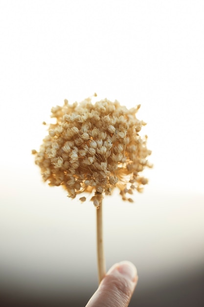 Free photo close-up of dandelion held by hand