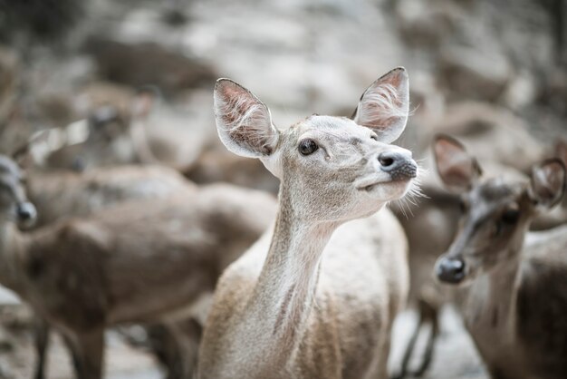 Close up of deer herd. Animals concept.