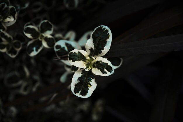 Close-up delicate green and white plant