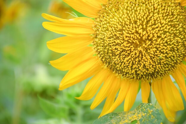 Close-up of delicate yellow flower