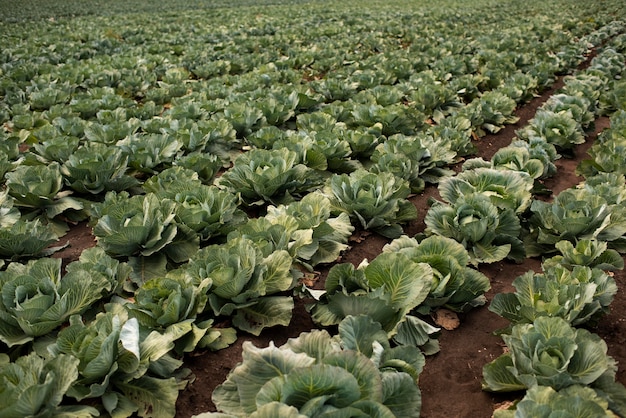 Close up on delicious organic cabbage