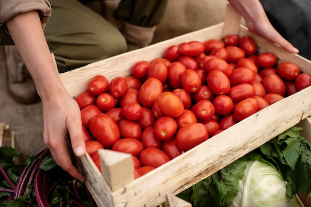 Close up on delicious organic tomatoes