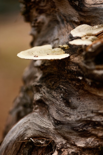 Free Photo close-up detail of wild forest