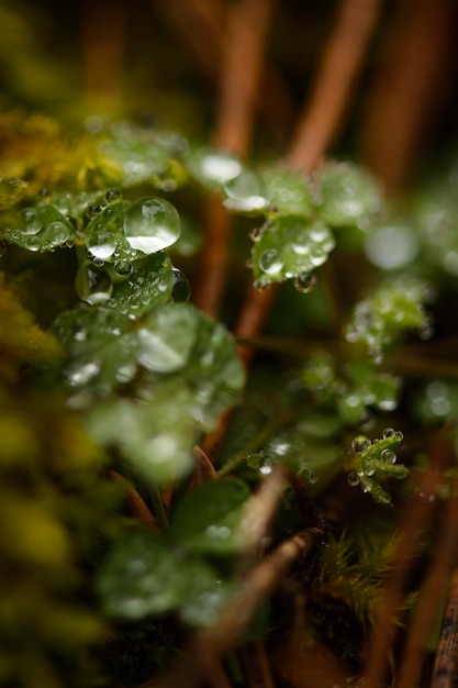 Close-up detail of wild forest