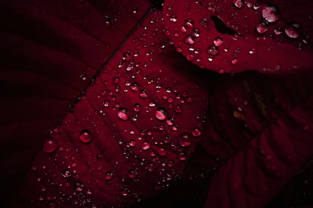 Free photo close-up dew drops on red leaves