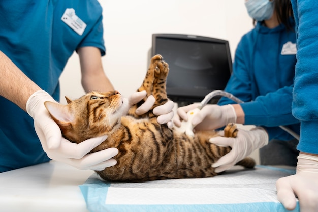 Close up doctor checking cat's belly