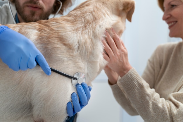 Free Photo close up doctor checking cute dog