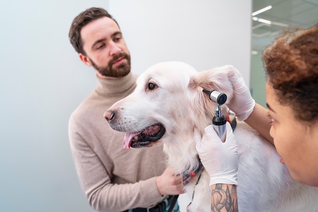 Free Photo close up doctor checking dog's ear