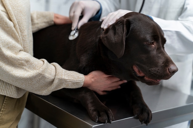 Close up doctor checking up dog