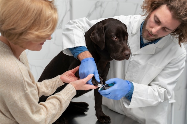 Close up doctor clipping dog's nails