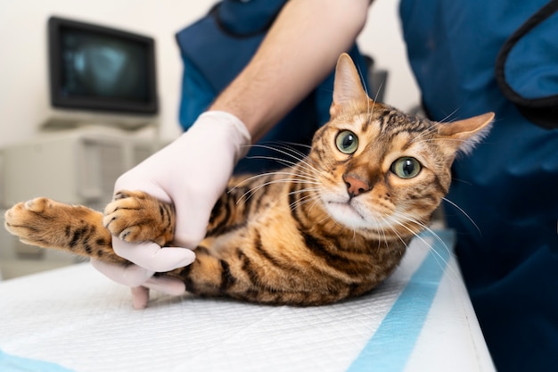 Close up doctor holding cat