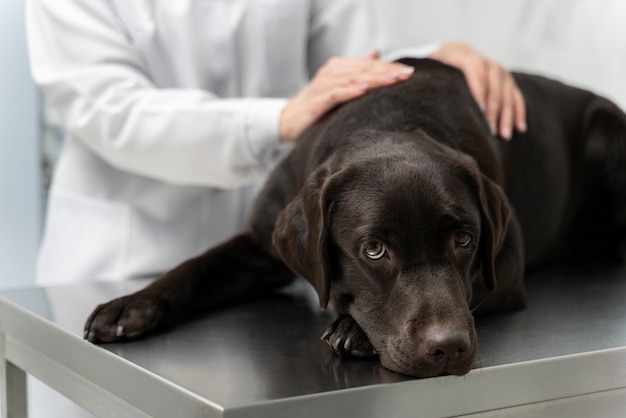 Free Photo close up doctor petting dog