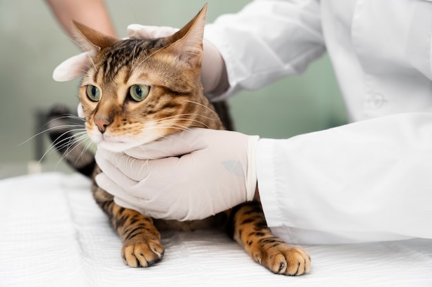 Close up doctor wearing gloves