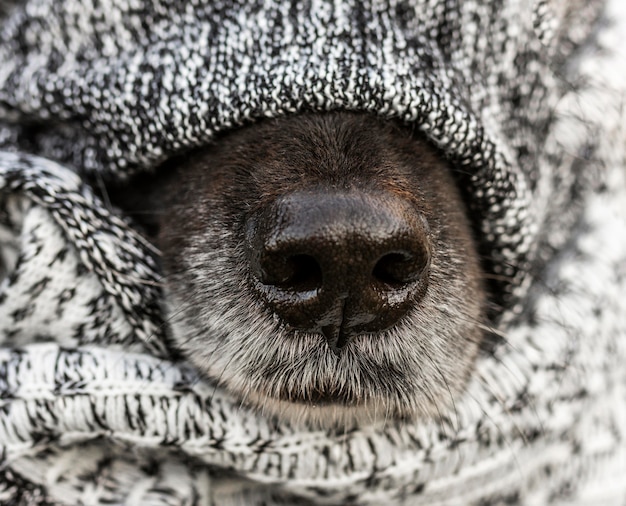 Free photo close up dog nose with blanket