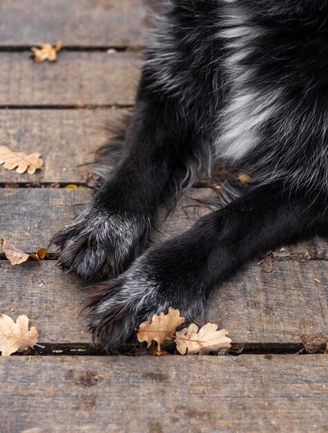 Close up dog paws outdoors