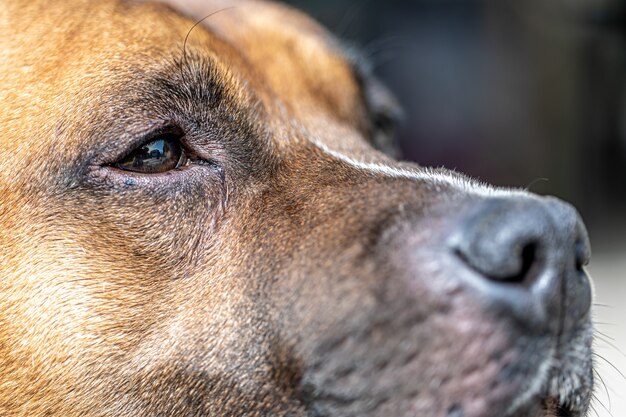 Close-up of a dog's nose, part of a portrait of a labrador retriever.